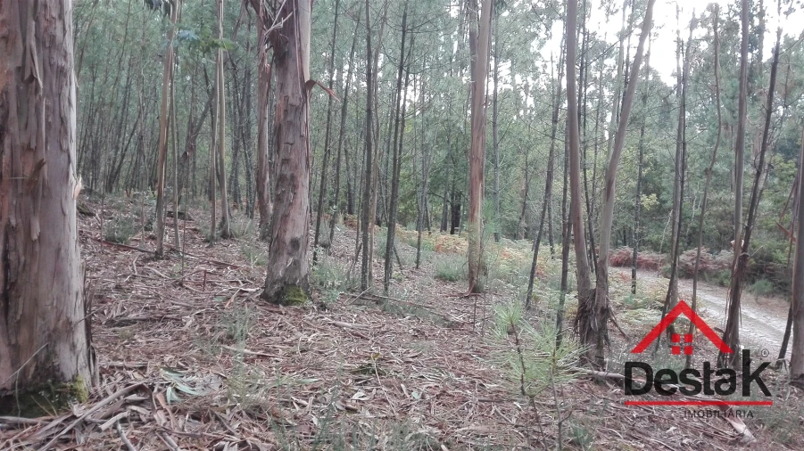 Terreno para Venda em São Miguel do Mato Foto 10