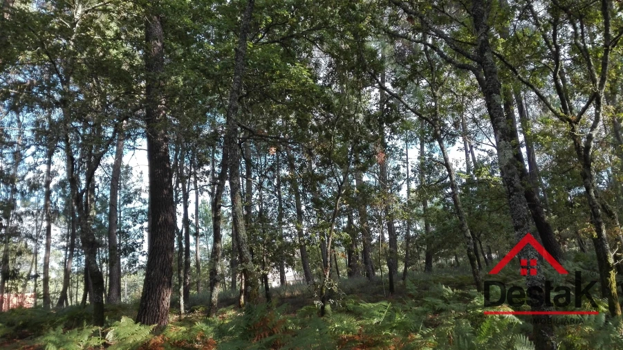 Terreno para Venda em São Miguel do Mato Foto 8