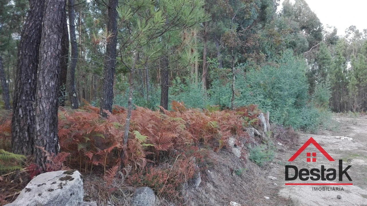 Terreno para Venda em São Miguel do Mato Foto 4