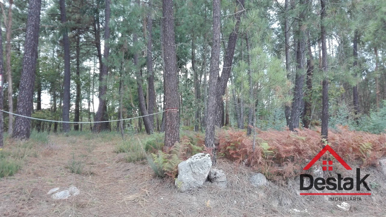 Terreno para Venda em São Miguel do Mato Foto 12
