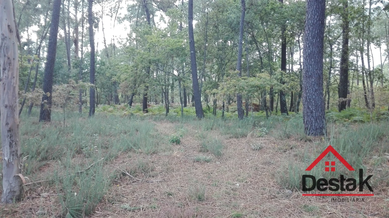 Terreno para Venda em São Miguel do Mato Foto 5