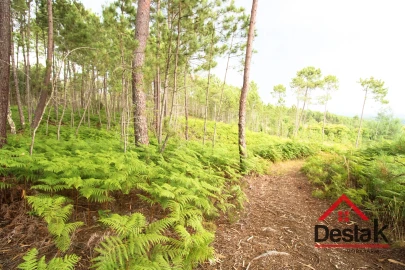 Terreno para Venda em Santos Evos