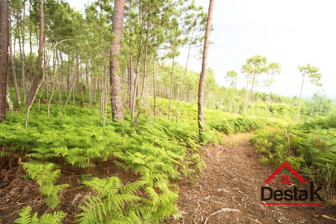 Terreno para Venda em Santos Evos Foto 12