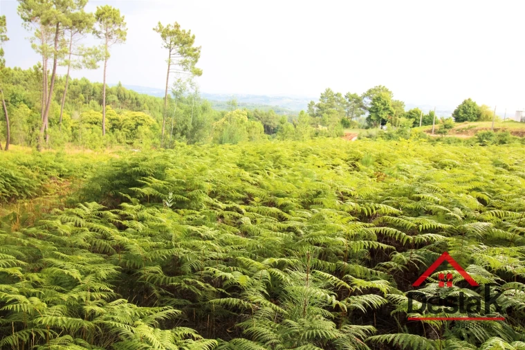 Terreno para Venda em Santos Evos Foto 13