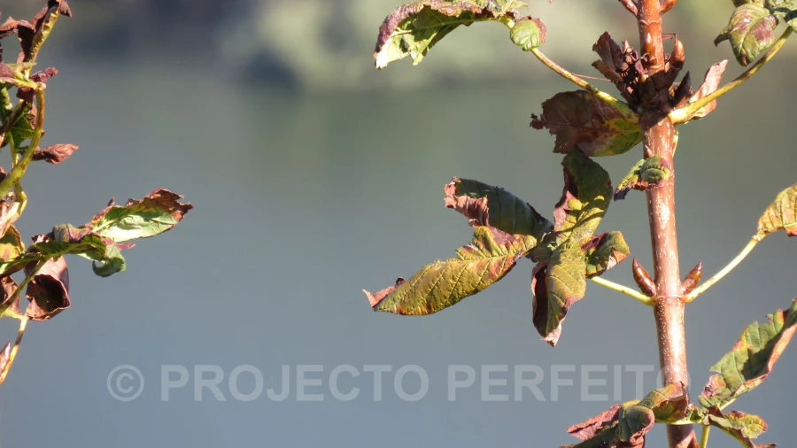 Quinta T3 para Venda em Raiva, Pedorido e Paraíso Foto 13
