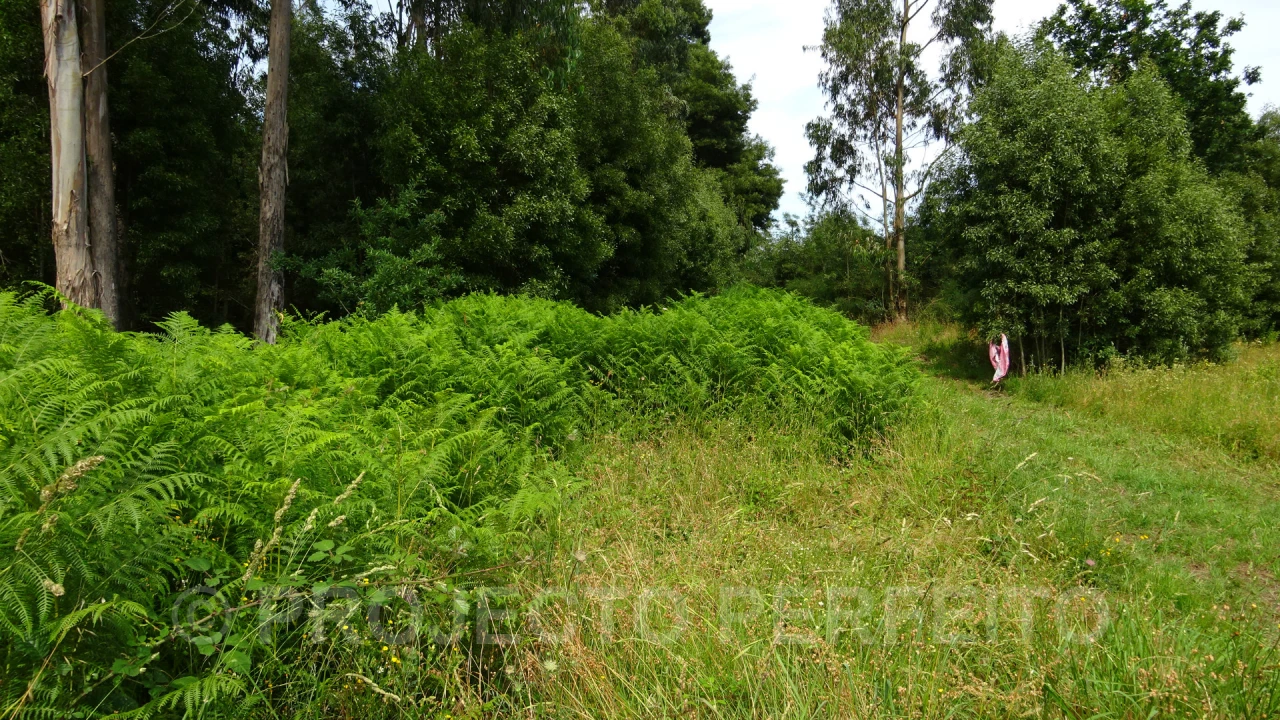 Terreno para Venda em Grijó e Sermonde Foto 9