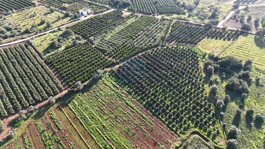 Terreno Agricola ou Rústico para Venda em Alcantarilha e Pêra Foto 8