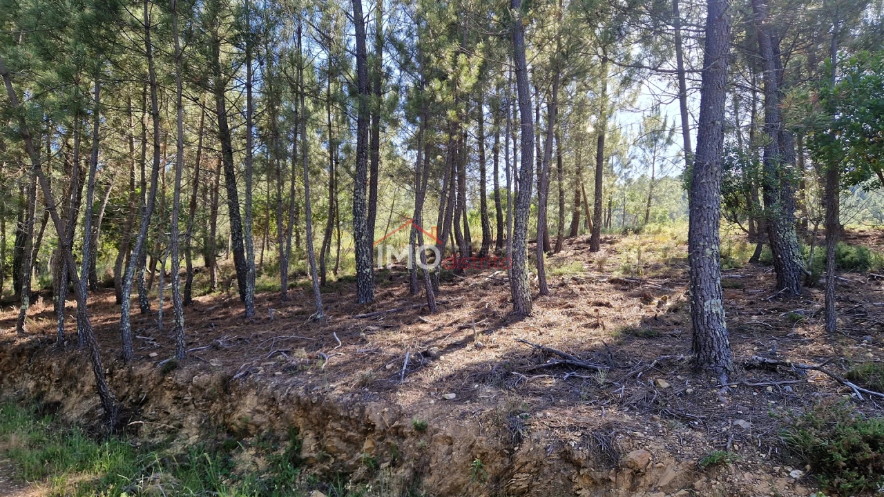 Terreno para Venda em São Salvador da Aramenha Foto 9