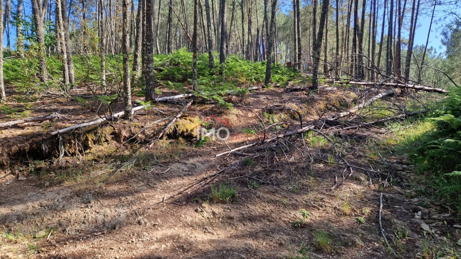 Terreno para Venda em São Salvador da Aramenha Foto 5