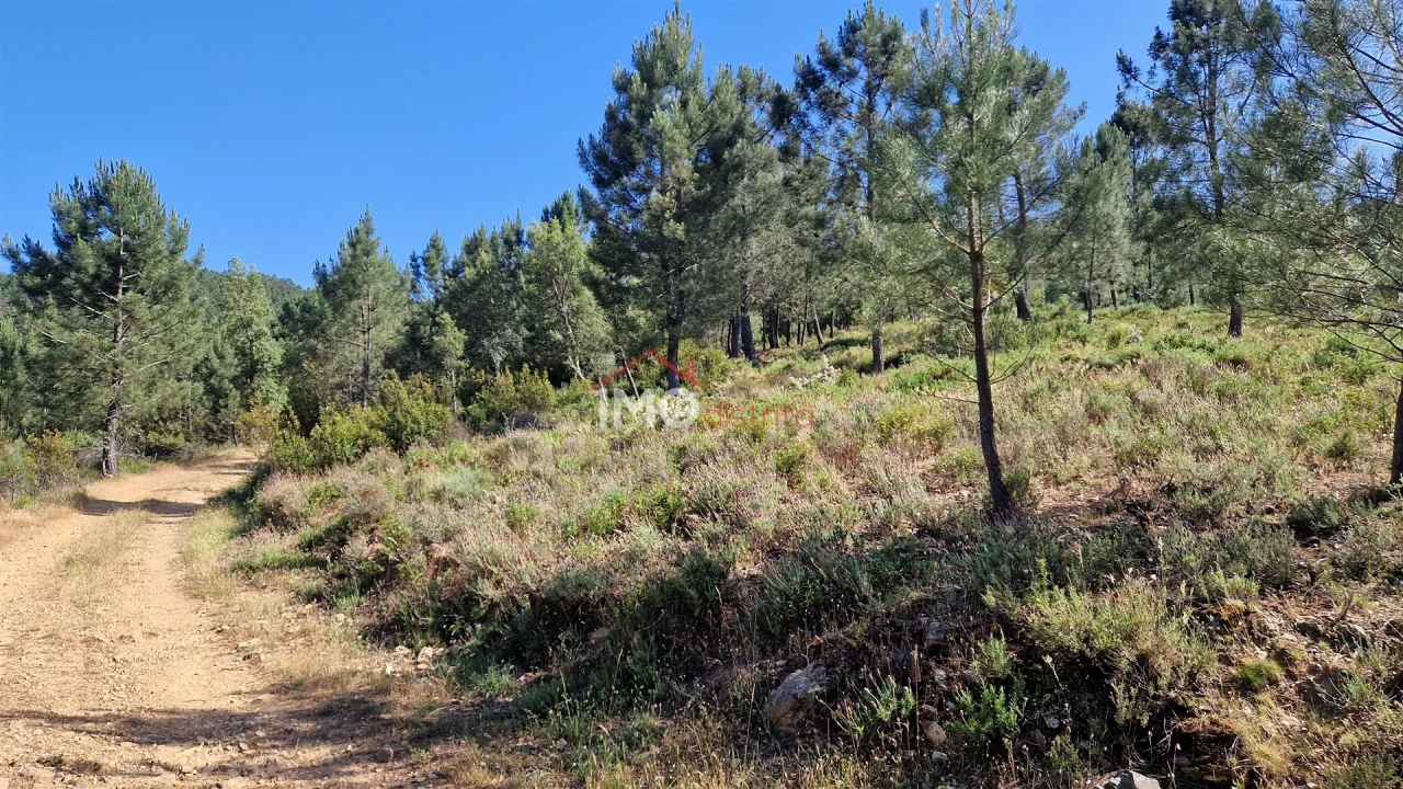 Terreno para Venda em São Salvador da Aramenha Foto 7