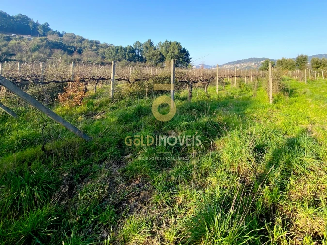 Terreno Agricola ou Rústico para Venda em Sobrado e Bairros Foto 3
