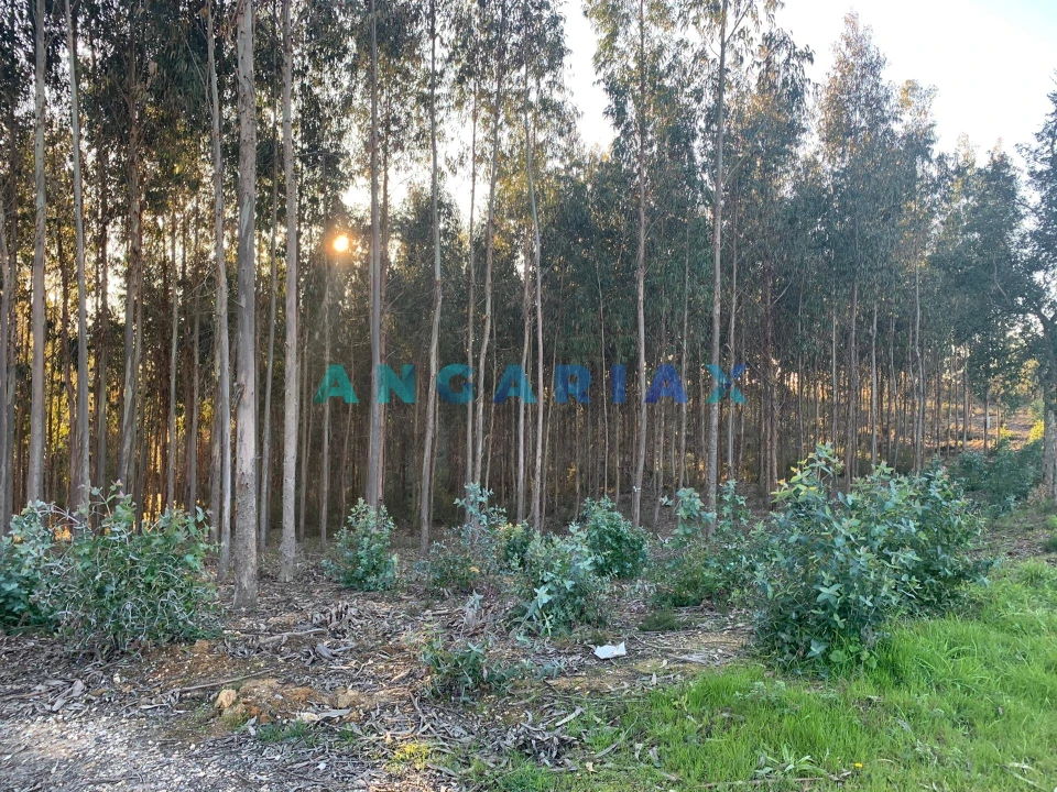 Terreno para Venda em Arrabal Foto 4