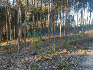 Terreno para Venda em Arrabal