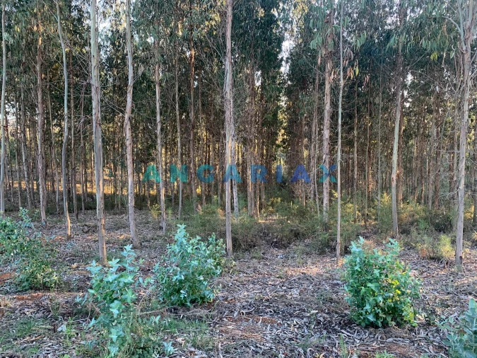Terreno para Venda em Arrabal Foto 6