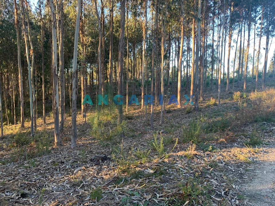 Terreno para Venda em Arrabal Foto 5