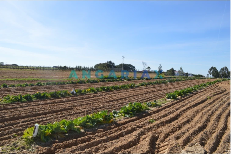 Terreno para Venda em Aveiras de Cima Foto 11