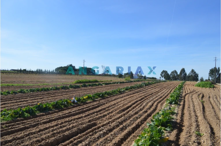 Terreno para Venda em Aveiras de Cima