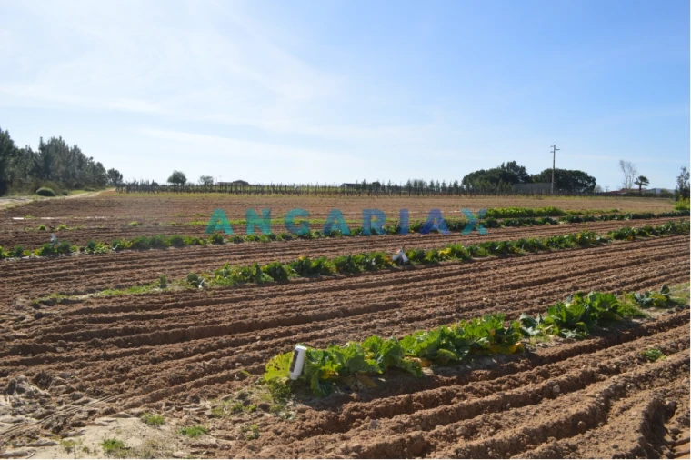Terreno para Venda em Aveiras de Cima Foto 2