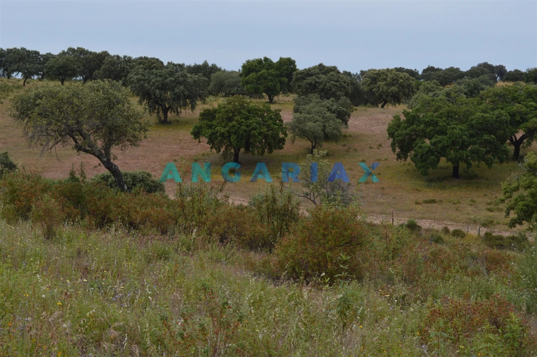 Terreno para Venda em Rosmaninhal Foto 8