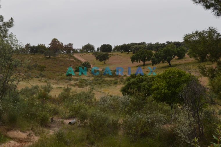 Terreno para Venda em Rosmaninhal Foto 12