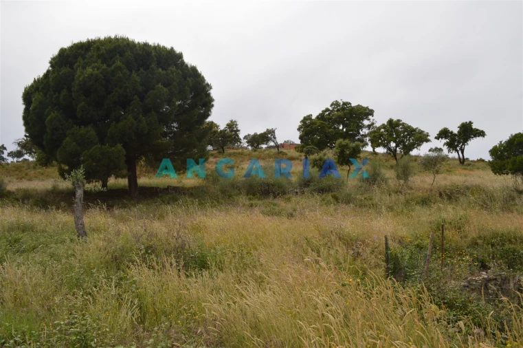 Terreno para Venda em Rosmaninhal Foto 4