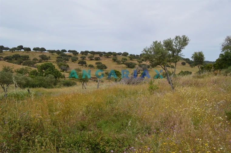 Terreno para Venda em Rosmaninhal Foto 7