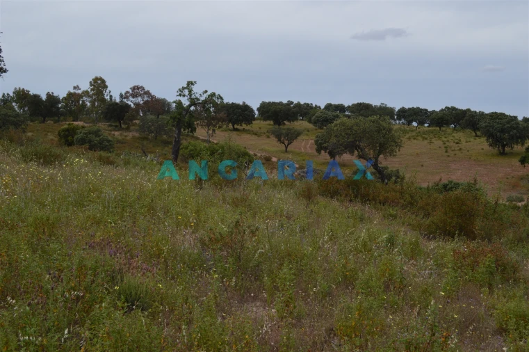 Terreno para Venda em Rosmaninhal Foto 6