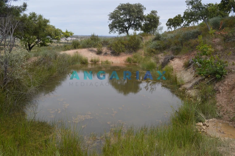 Terreno para Venda em Rosmaninhal Foto 9