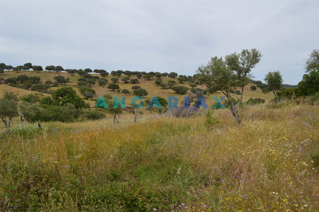 Terreno para Venda em Rosmaninhal Foto 7