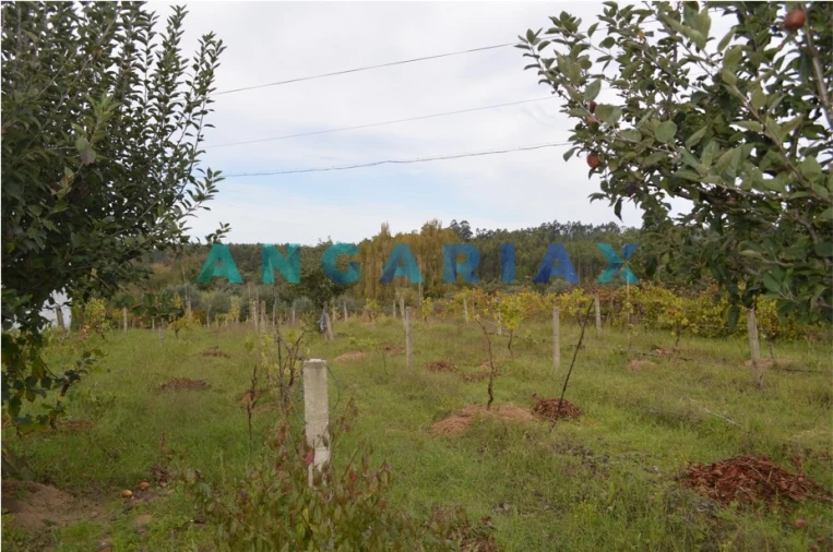 Terreno para Venda em Tapeus Foto 10