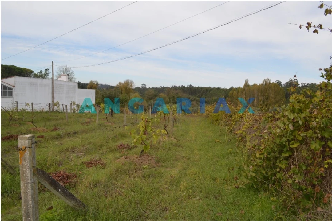 Terreno para Venda em Tapeus Foto 4