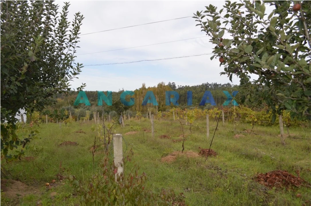 Terreno para Venda em Tapeus Foto 10