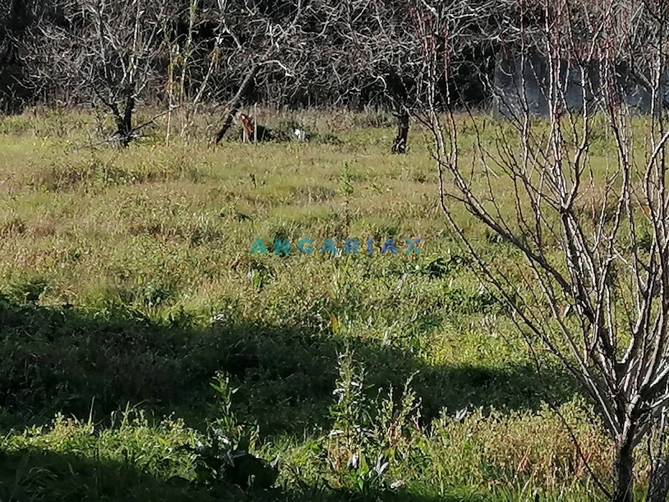 Terreno para Venda em Milagres Foto 4
