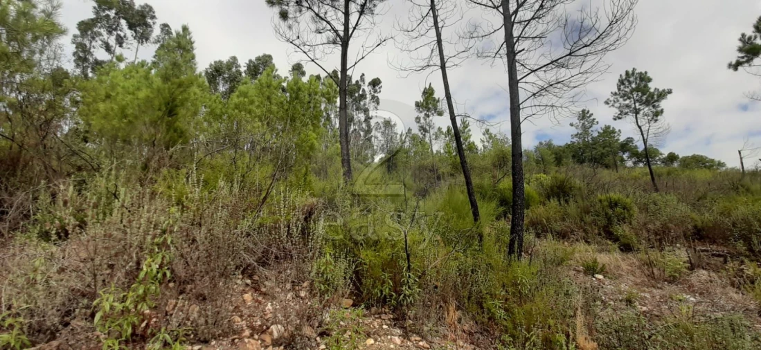 Terreno Agricola ou Rústico para Venda em Vila de Rei Foto 6