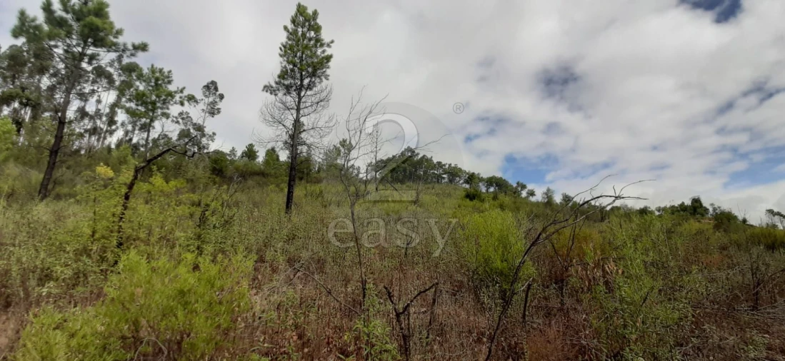 Terreno Agricola ou Rústico para Venda em Vila de Rei Foto 1