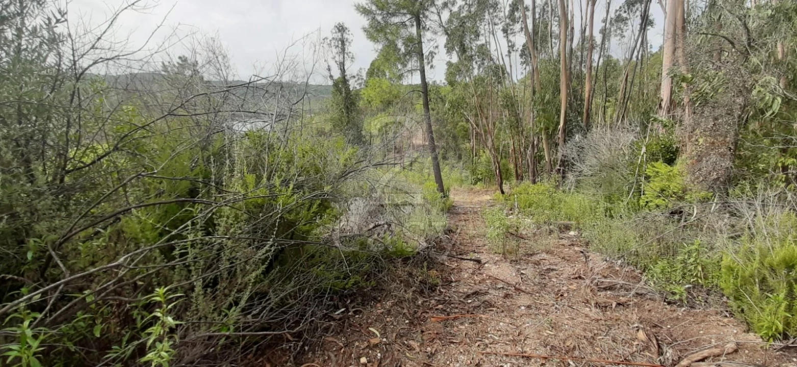 Terreno Agricola ou Rústico para Venda em Vila de Rei Foto 4