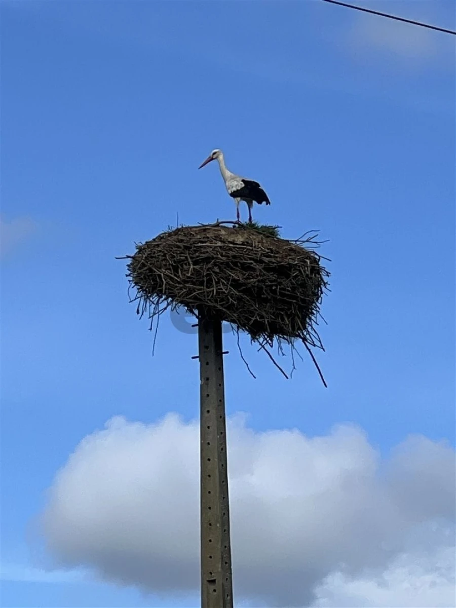 Terreno para Venda em Biscainho Foto 11