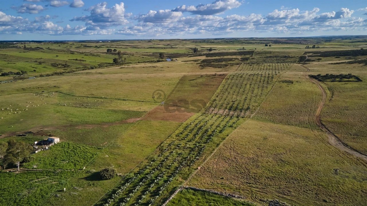 Terreno Agricola ou Rústico para Venda em São Marcos da Ataboeira Foto 3