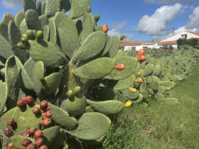 Terreno Agricola ou Rústico para Venda em São Marcos da Ataboeira Foto 38