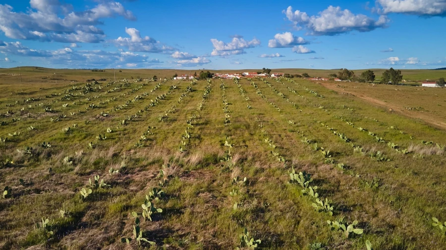 Terreno Agricola ou Rústico para Venda em São Marcos da Ataboeira Foto 25