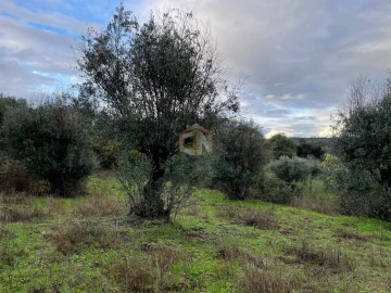 Terreno Agricola ou Rústico para Venda em Escalos de Cima e Lousa