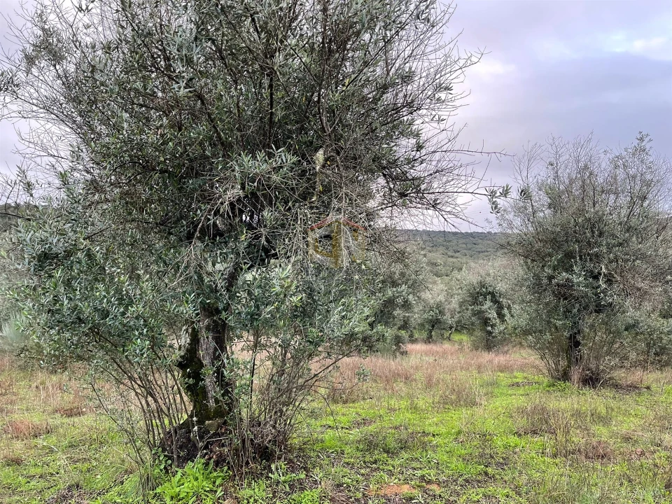 Terreno Agricola ou Rústico para Venda em Escalos de Cima e Lousa Foto 28