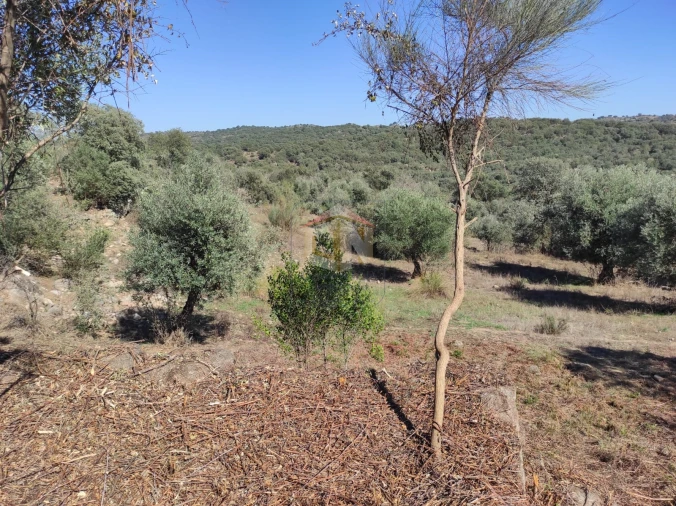 Terreno Agricola ou Rústico para Venda em Escalos de Cima e Lousa Foto 18