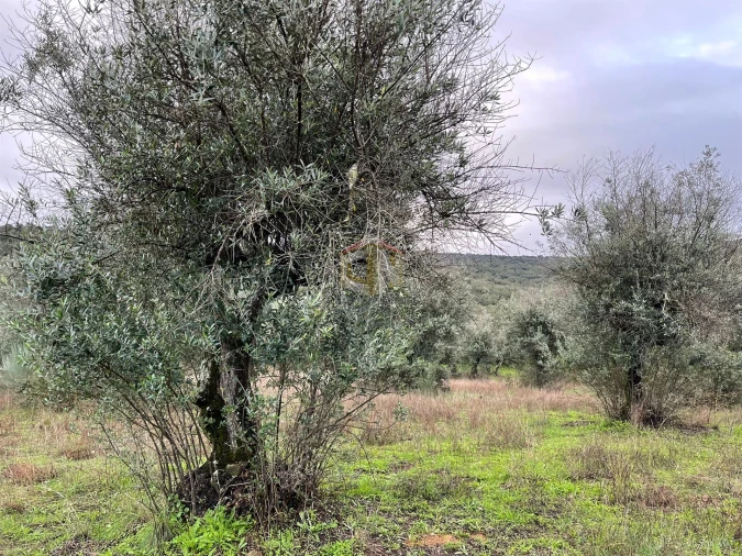 Terreno Agricola ou Rústico para Venda em Escalos de Cima e Lousa Foto 28