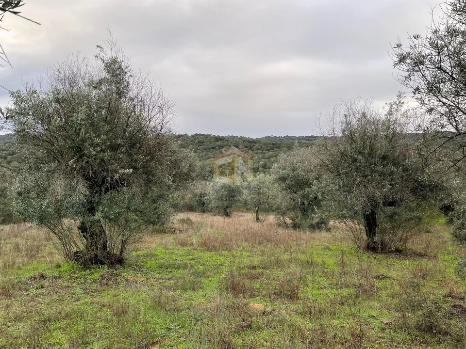 Terreno Agricola ou Rústico para Venda em Escalos de Cima e Lousa Foto 25