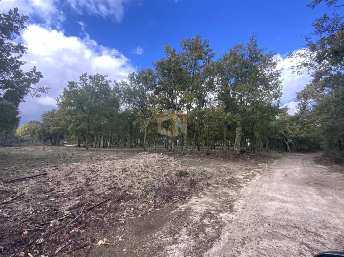 Terreno para Venda em Sabugal e Aldeia de Santo António Foto 14