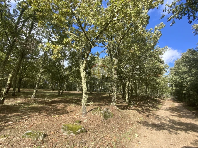 Terreno para Venda em Sabugal e Aldeia de Santo António Foto 16