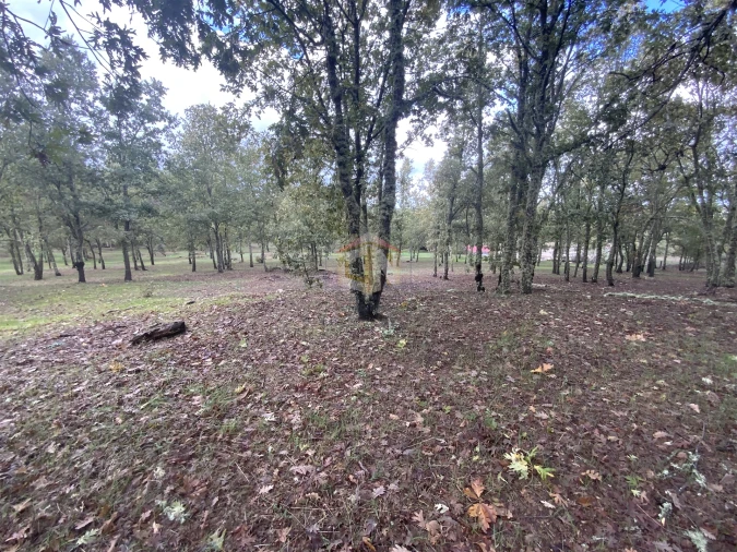 Terreno para Venda em Sabugal e Aldeia de Santo António Foto 19
