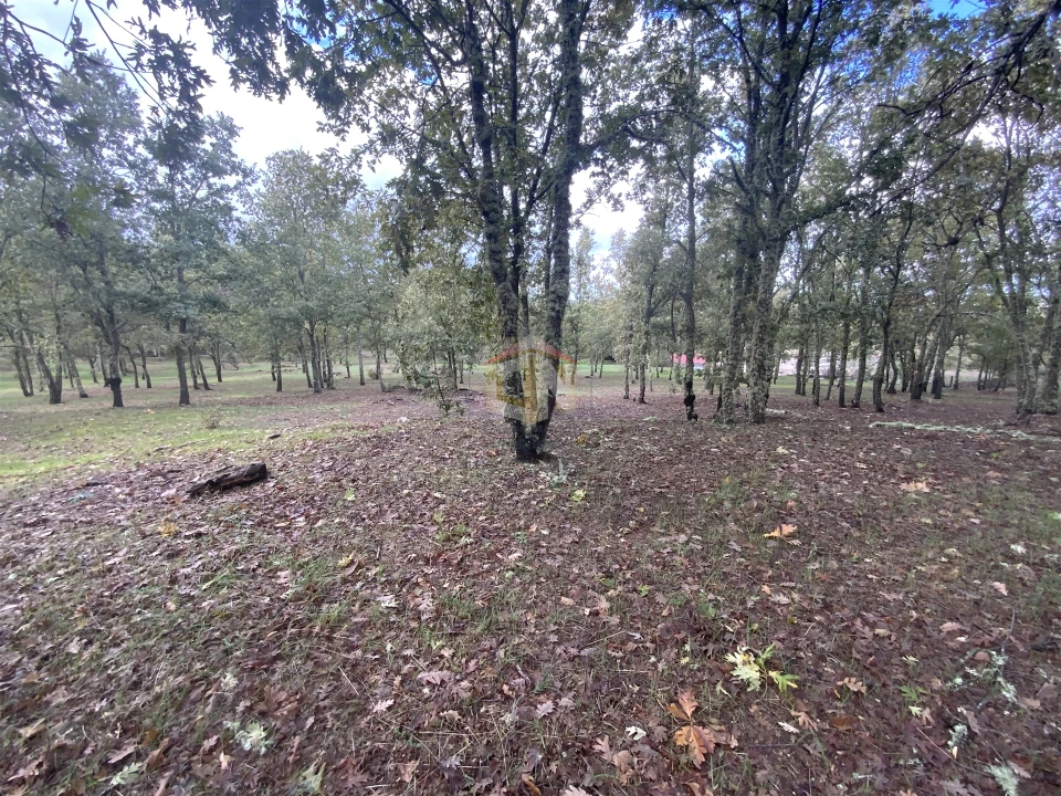 Terreno para Venda em Sabugal e Aldeia de Santo António Foto 19