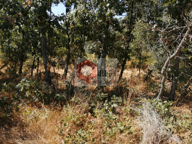 Quinta T0 para Venda em Bendada Foto 6